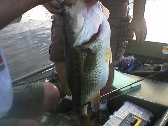 7 POUND BASS 