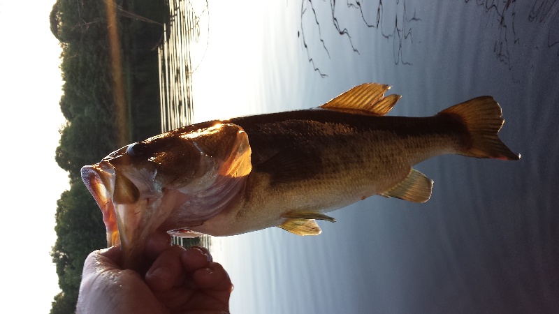  Georgia Fishing Photo Gallery - GA Fish Finder